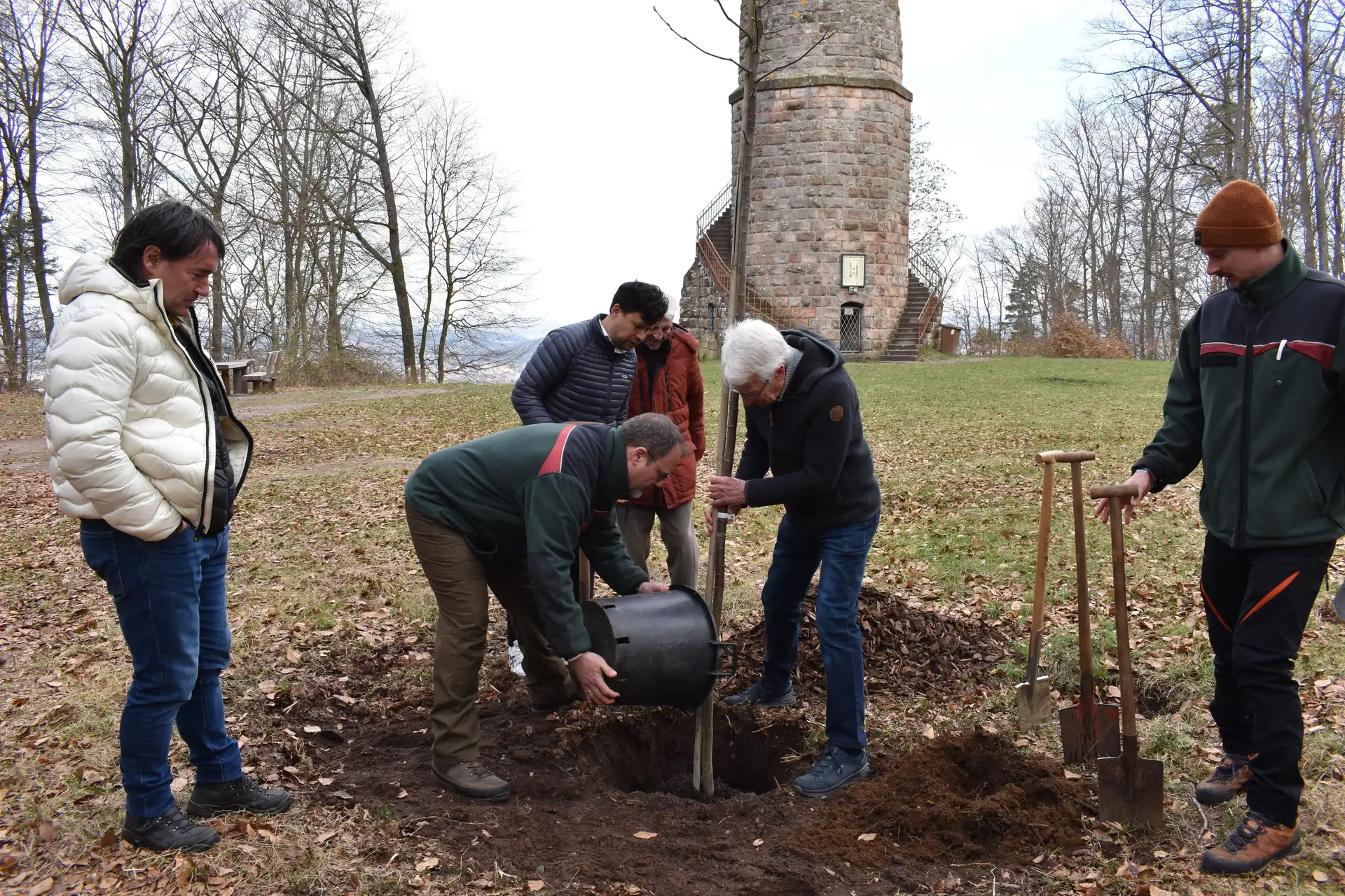 125 Jahre Humbergturm: Ein besonderer Baum für das Jubiläum