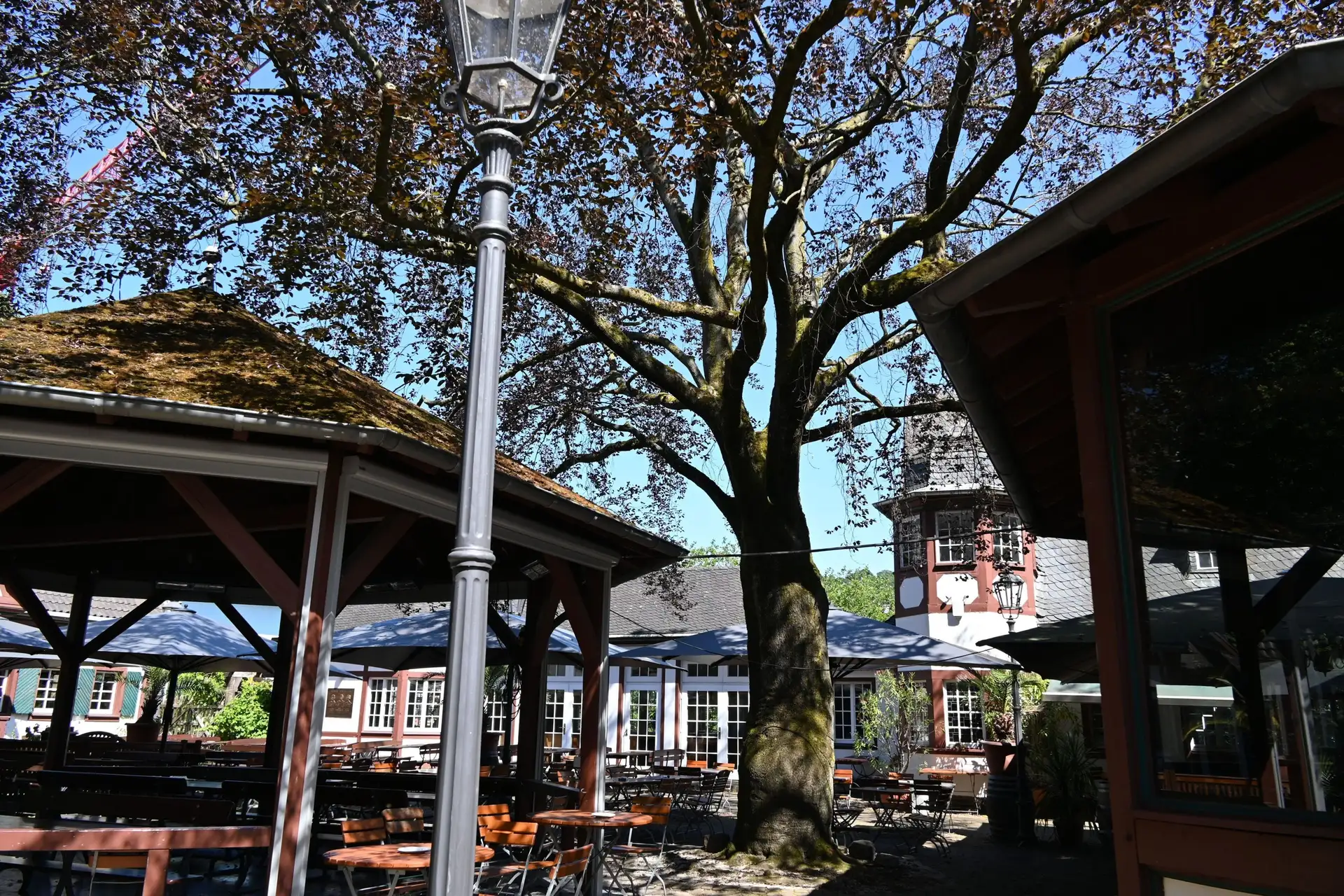 Alte Rotbuche im Weindorf muss weichen