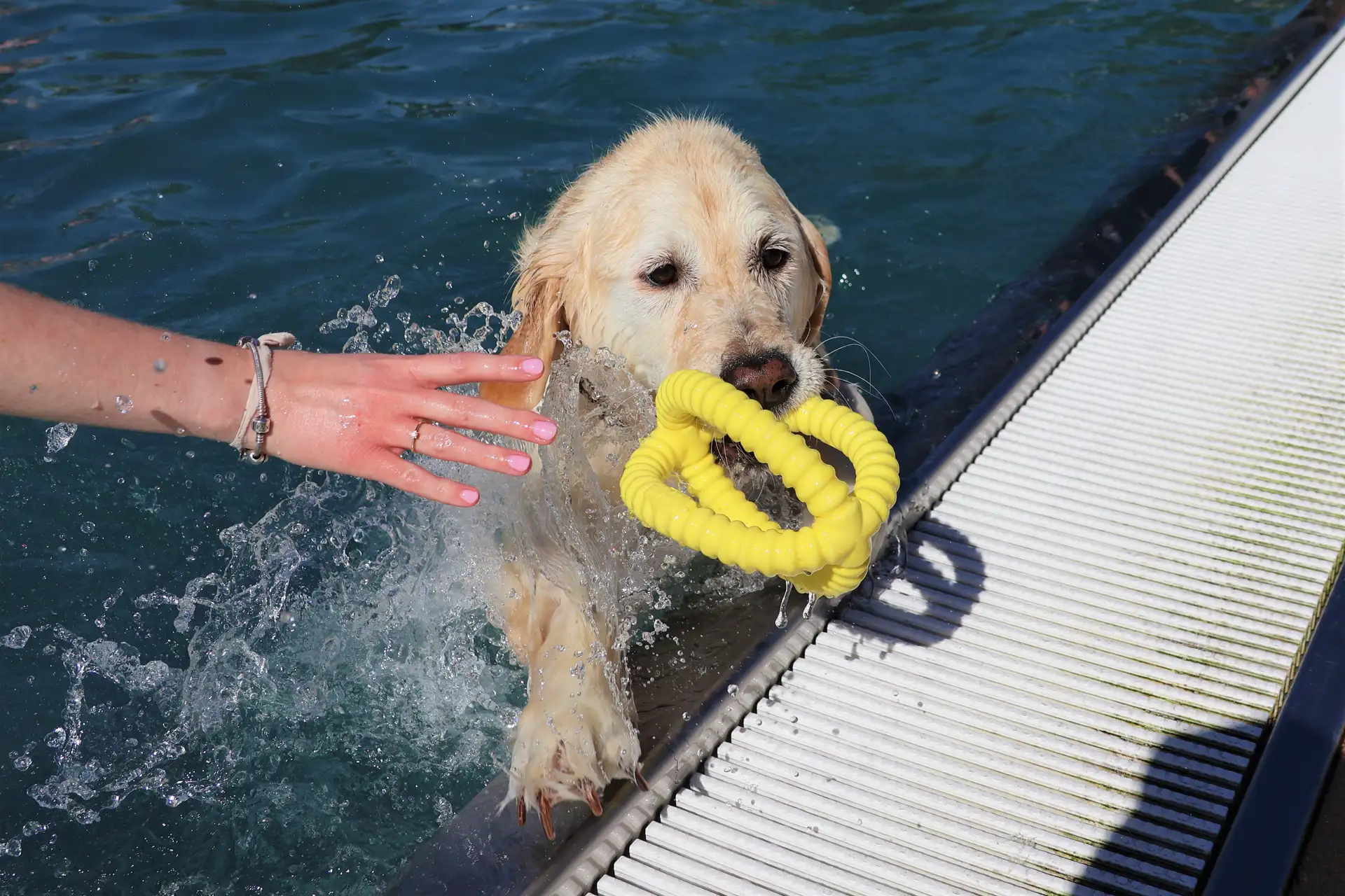 Im Freibad am Prießnitzweg endet auch die diesjährige Saison mit dem Hundebadetag.