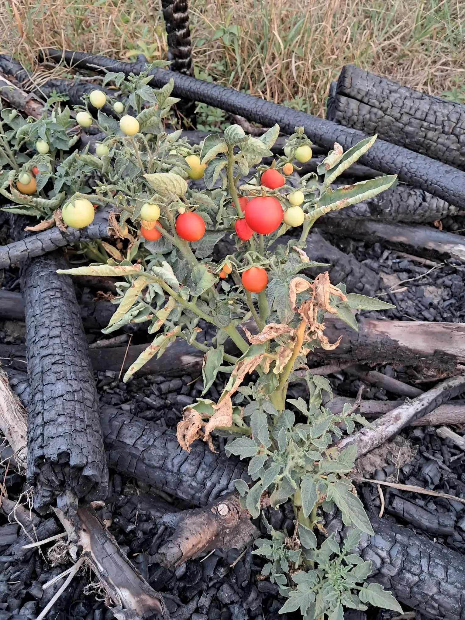 Tomatenpflanzen auf einer abgebrannten Totholzhecke