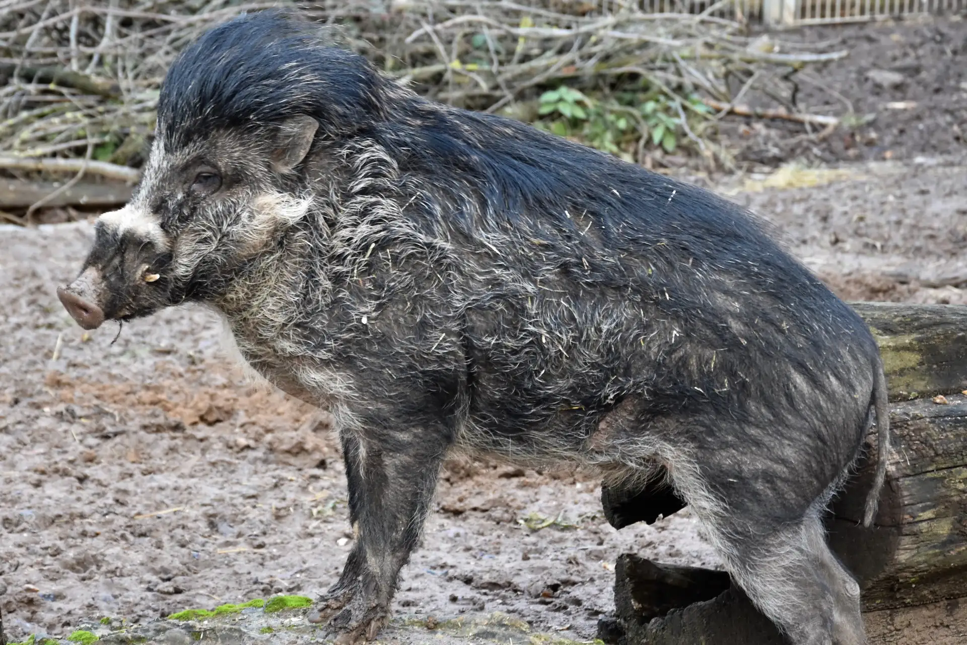 Die Erhaltungszucht in Zoos ist für das langfristige Überleben auch der bedrohten philippinischen Mähnenschweine von großer Bedeutung. 2 Telefon Telefax Email/web Anschrift 0 63 41 / 13-7000 0 63 41 / 13-7009 jens-ove.heckel@landau.de /