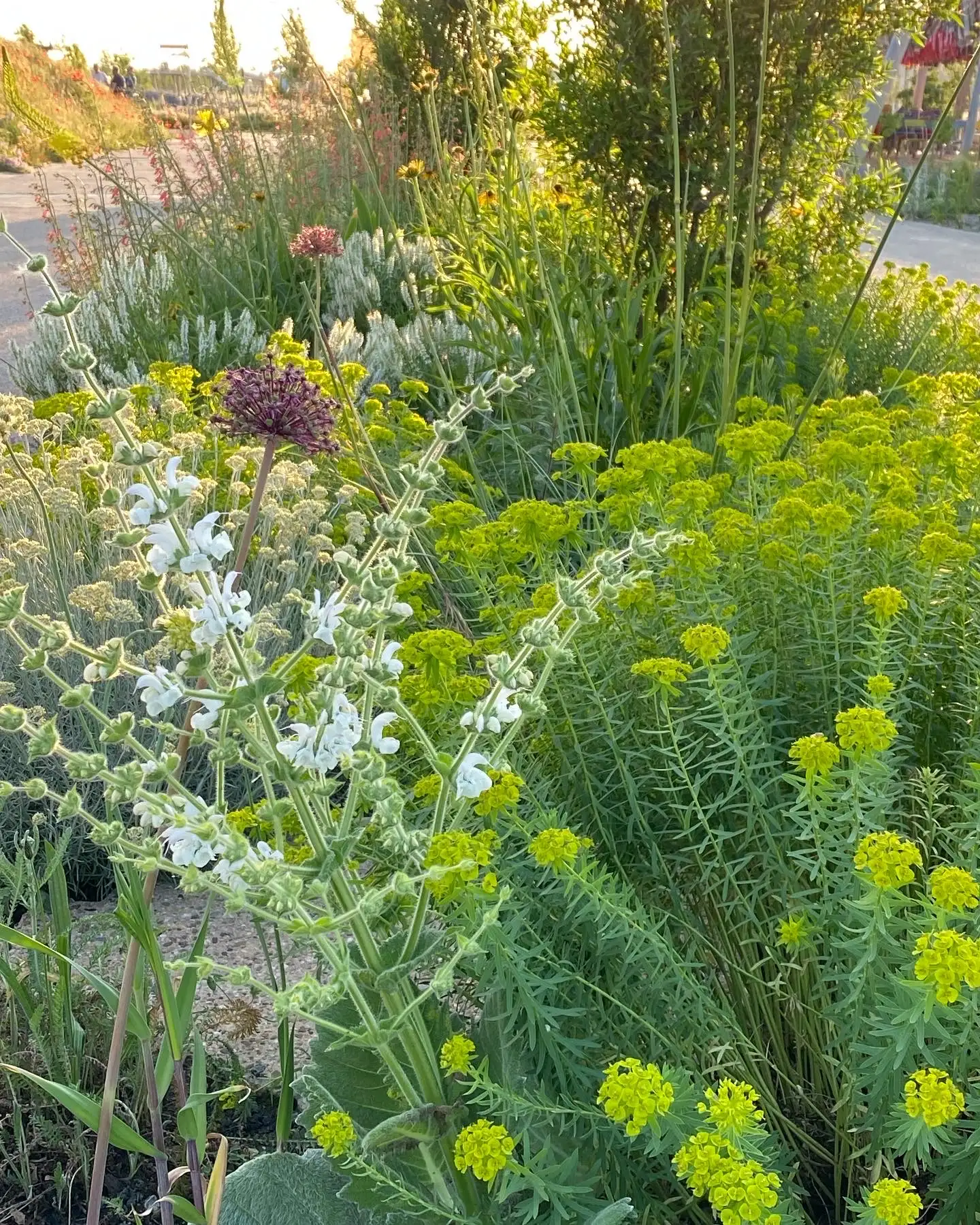 Vorbereitete Beete an der Ostallee in Lahnstein für eine neue klimaresiliente und insektenfreundliche Bepflanzung