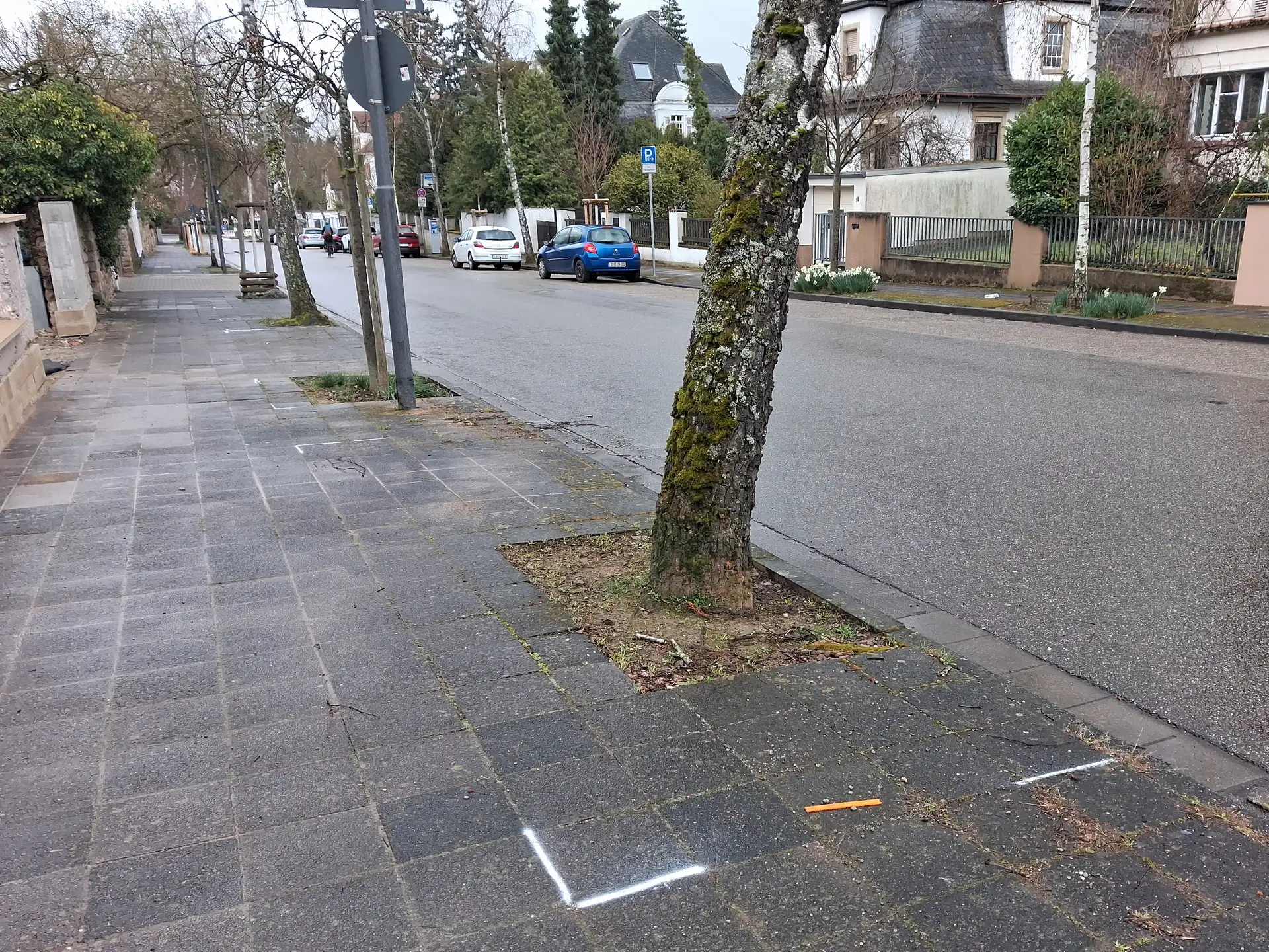 Mehr Platz für Straßenbäume: In der Eichbornstraße werden die Baumbeete vergrößert. (Quelle: Stadt Landau) Pressemitteilung der Stadt Landau in der Pfalz. Bitte stets als