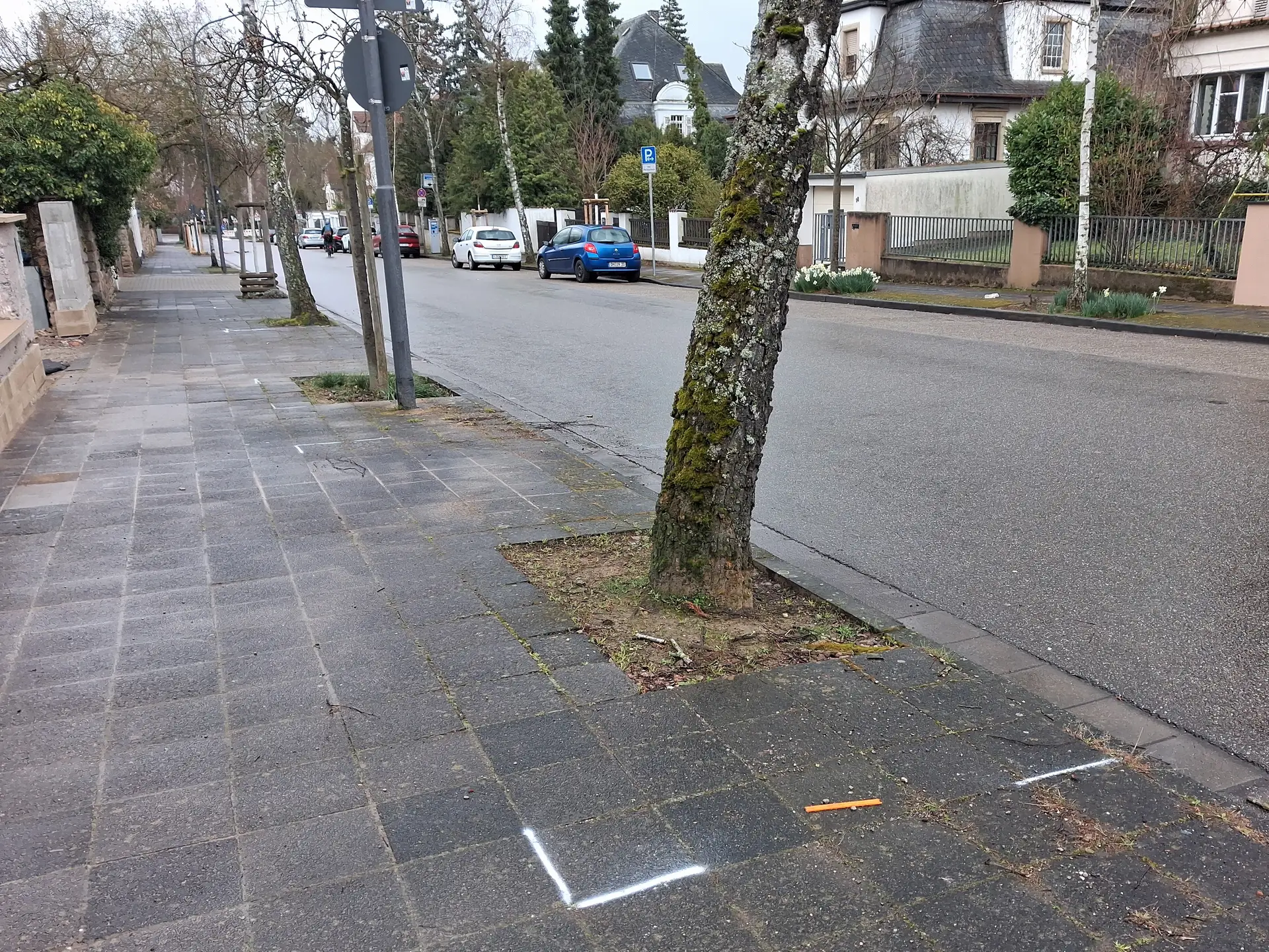 Mehr Platz für Straßenbäume: In der Eichbornstraße werden die Baumbeete vergrößert. (Quelle: Stadt Landau) Pressemitteilung der Stadt Landau in der Pfalz. Bitte stets als